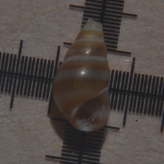 Cingula trifasciata
