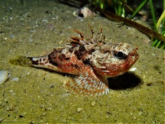 Maxillicosta scabriceps