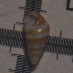 Cingula trifasciata