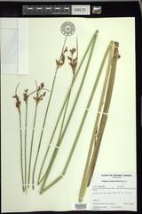 Schoenoplectus heterochaetus