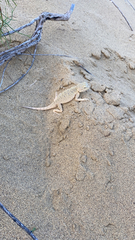 Phrynocephalus mystaceus