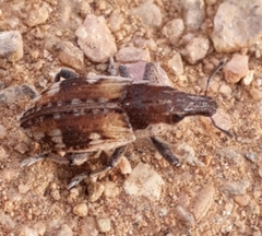 Atactogaster paraleucosomus