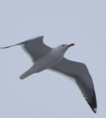 Larus