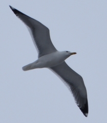 Larus