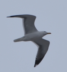 Larus