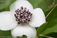 Cornus unalaschkensis