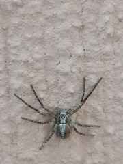 Acantholycosa lignaria