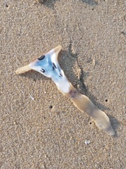 Malleus albus