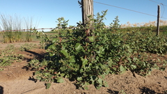 Chenopodium macrospermum