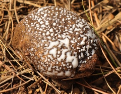 Breviceps verrucosus