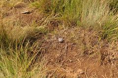 Breviceps verrucosus