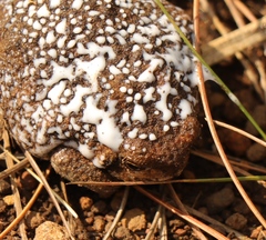 Breviceps verrucosus