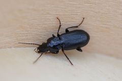 Pterostichus anthracinus