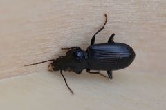 Pterostichus anthracinus