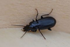 Pterostichus anthracinus