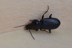 Pterostichus anthracinus