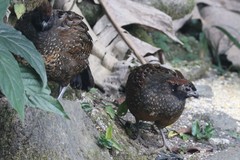 Odontophorus atrifrons