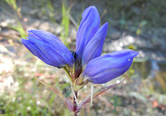 Gentiana triflora
