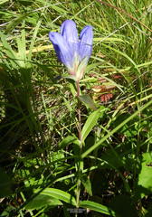 Gentiana triflora
