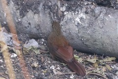 Xiphocolaptes promeropirhynchus