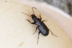 Pterostichus anthracinus