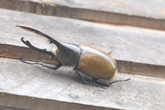 Dynastes occidentalis