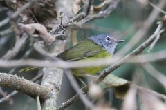 Myiothlypis conspicillata