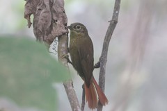 Anabacerthia striaticollis