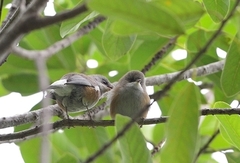 Zosterops borbonicus