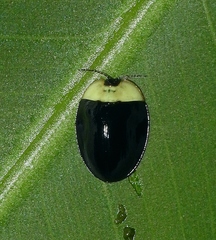 Imatidium thoracicum