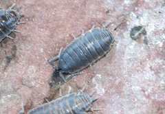Porcellionides
