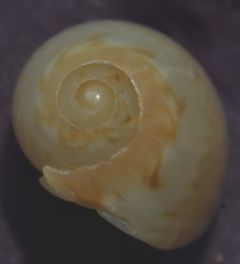 Euspira nitida