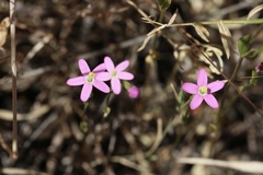 Zeltnera muehlenbergii