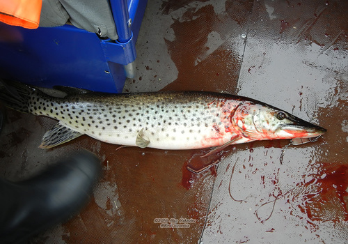 Amur Pike