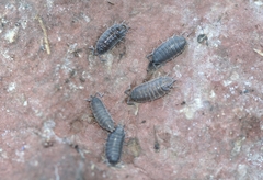 Porcellionides