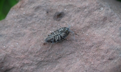 Porcellionides