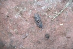 Porcellionides