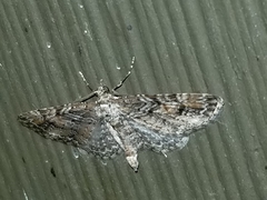 Eupithecia graefii