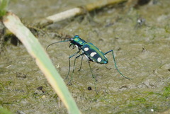 Cosmodela batesi