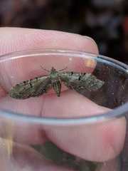 Eupithecia assimilata