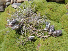 Astragalus patagonicus