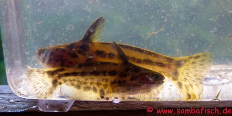 Slanke drijfhoutmeerval (Trachelyichthys exilis) — Auchenipteridae