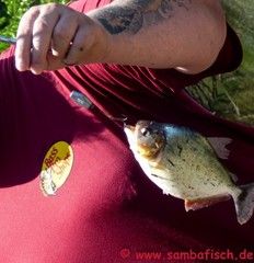 Pygocentrus nattereri