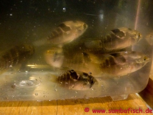 Thayer's flag cichlid (Laetacara thayeri) — Cichlidae