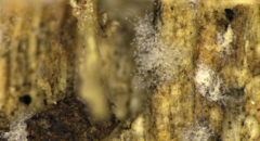 Arthrobotrys