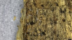 Arthrobotrys