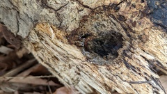 Arthrobotrys