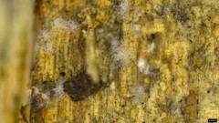 Arthrobotrys