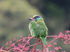 Taiwan Barbet photo 3