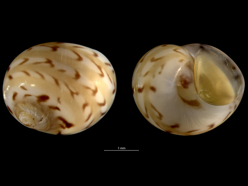 Alder's Necklace Shell